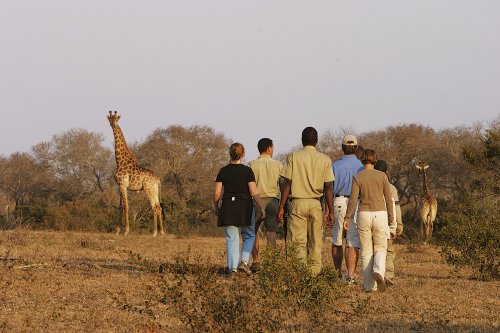 Elephant Plains (7)